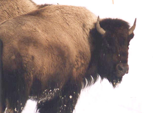 Bison